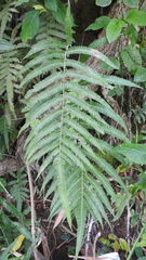 Christella acuminata