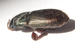 Harpalus affinis