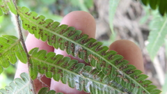 Christella acuminata