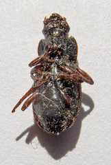 Harpalus affinis