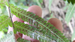 Christella acuminata