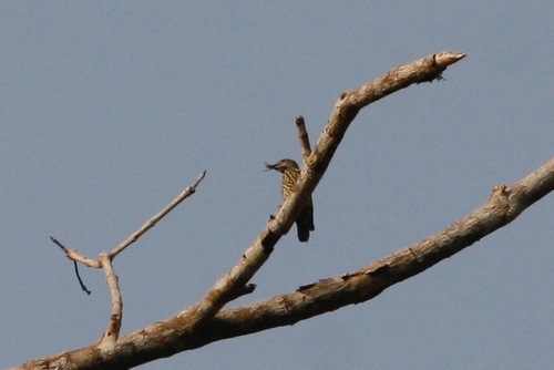 iNaturalist image