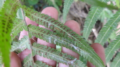 Christella acuminata