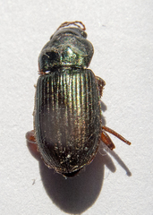 Harpalus affinis