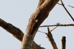 Chloropicus elliotii