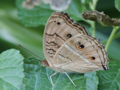 Junonia almana javana