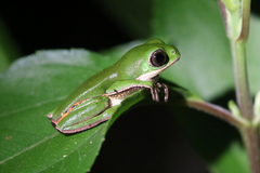 Pithecopus hypochondrialis