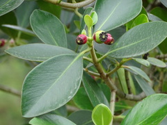 Clusia multiflora