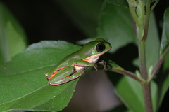 Pithecopus hypochondrialis