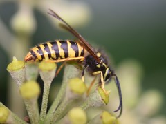 Dolichovespula saxonica