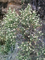 Ozothamnus scutellifolius