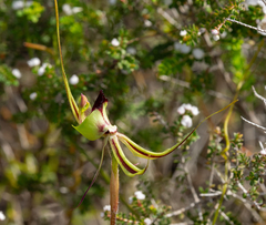 Caladenia exstans