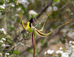 Caladenia exstans