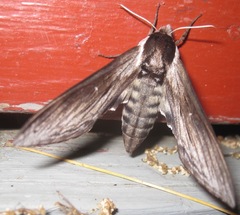 Sphinx gordius