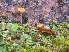 Loreleia marchantiae