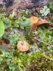 Loreleia marchantiae