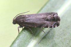 Cydia millenniana