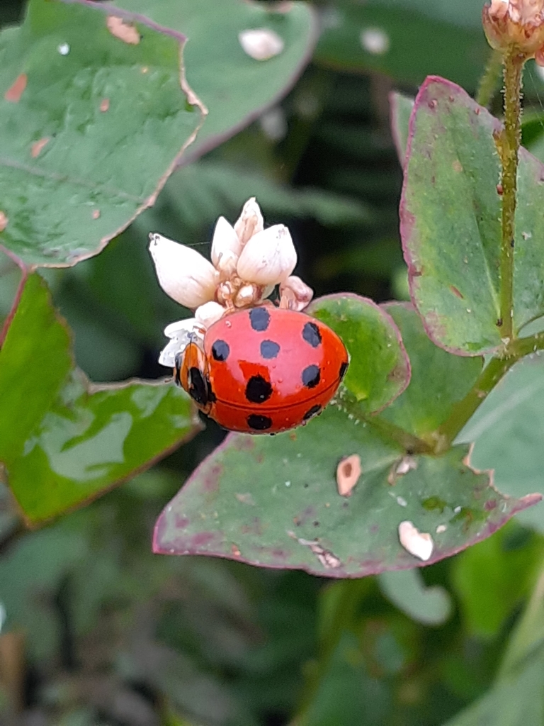 Greater Asian Lady Beetle
