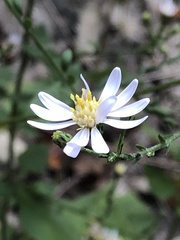 Symphyotrichum drummondii