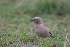 Pseudonigrita arnaudi