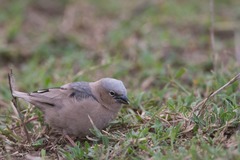 Pseudonigrita arnaudi