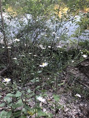 Symphyotrichum drummondii