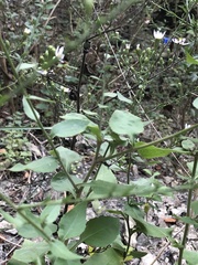 Symphyotrichum drummondii