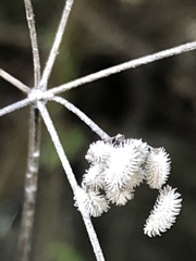 Torilis arvensis