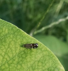 Anacampsis levipedella