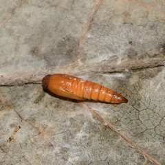 Olethreutes griseoalbana