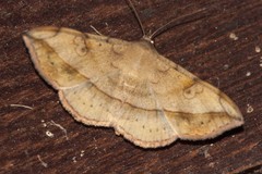 Anticarsia irrorata