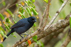 Laniarius funebris