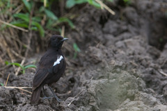Myrmecocichla nigra