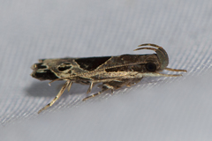 Helcystogramma hibisci