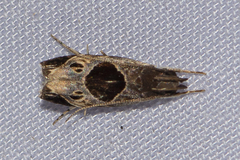 Helcystogramma hibisci