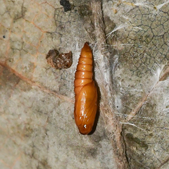 Olethreutes griseoalbana