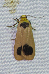 Brunia gibonica