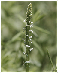 Platanthera dilatata leucostachys