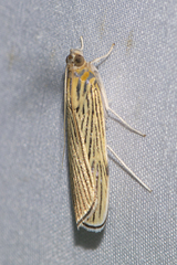 Tyspanodes linealis