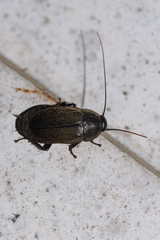 Diploptera punctata