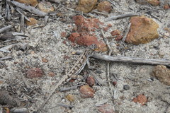 Western Heath Dragon photo 4