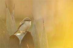 Lanius excubitor elegans