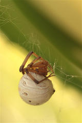 Latrodectus geometricus
