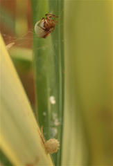 Latrodectus geometricus