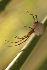 Latrodectus geometricus