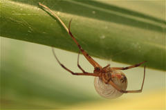 Latrodectus geometricus