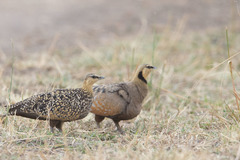 Pterocles gutturalis