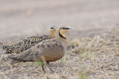 Pterocles gutturalis