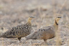 Pterocles gutturalis