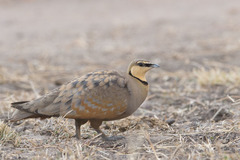 Pterocles gutturalis